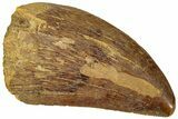 Carcharodontosaurus Tooth - Real Dinosaur Tooth #311053-1